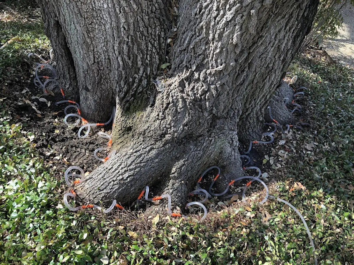 Detailed Tree Cabling and Bracing job site in Mills River