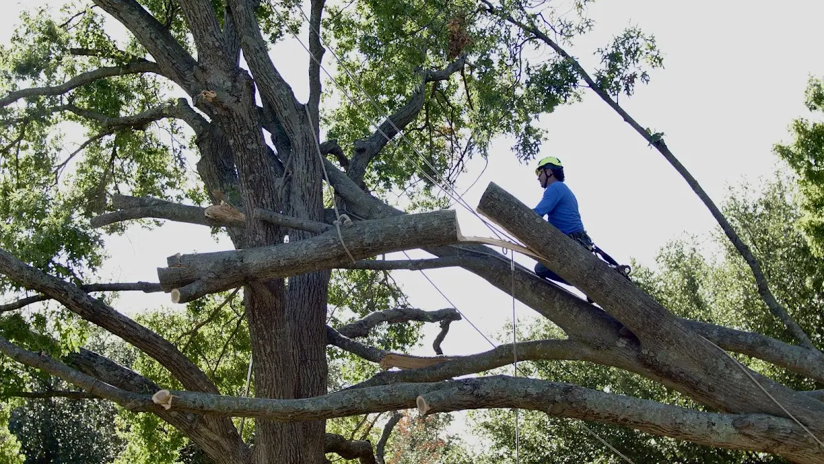 Professional Crown Thinning performed by certified arborists in Mills River
