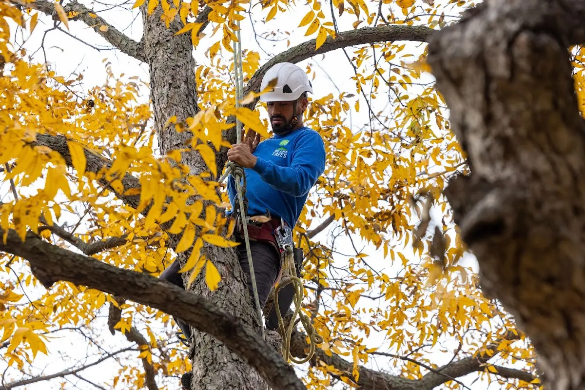 Skilled Tree Pruning crew working in Mills River